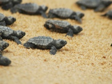 Baby Karetta Schildkröten auf dem Weg zum Wasser