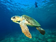 Schwimmen mit der Karetta Schildkröte